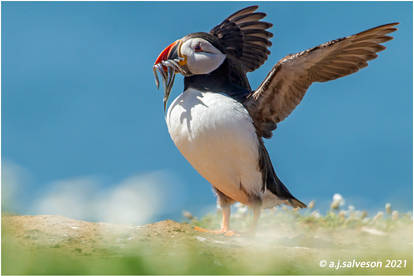 Puffin and sand eels