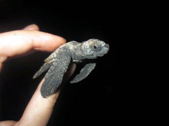 Loggerhead hatchling