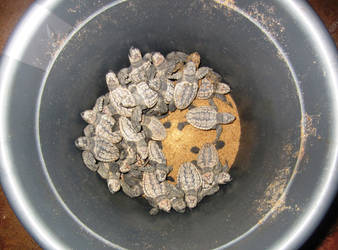 Bucket of Turtles