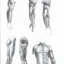 anatomy + shading study