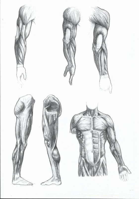 anatomy + shading study