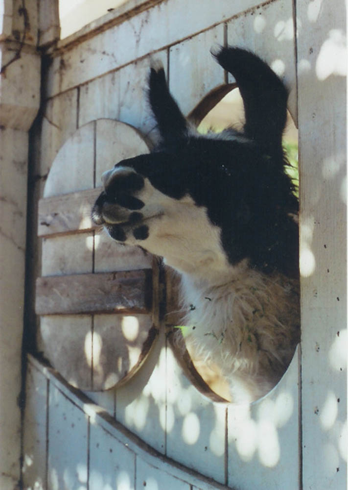 Llama by electronasize Llama by electronasize
