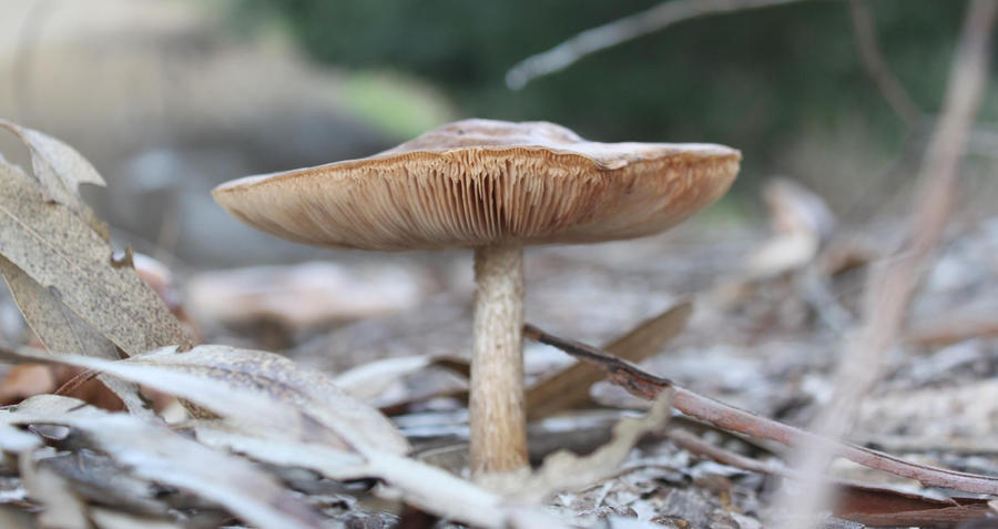 The Canyon Mushroom by cimaman