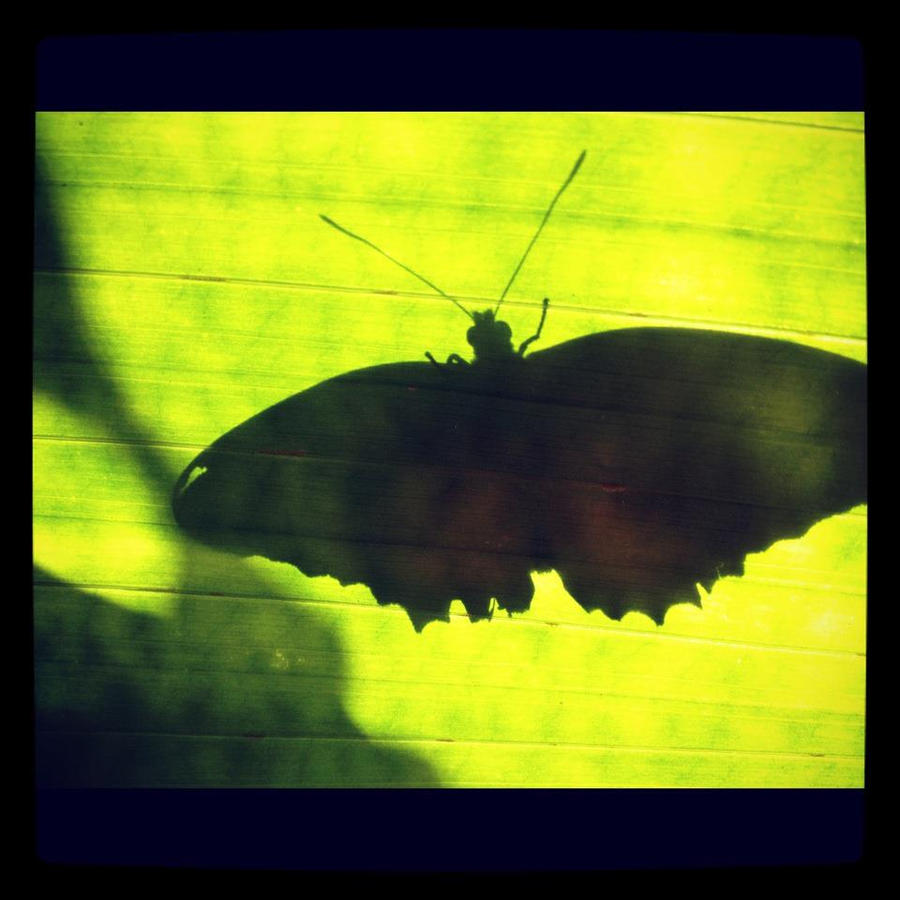 butterfly shadow