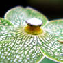 Macro: Pearl milkweed
