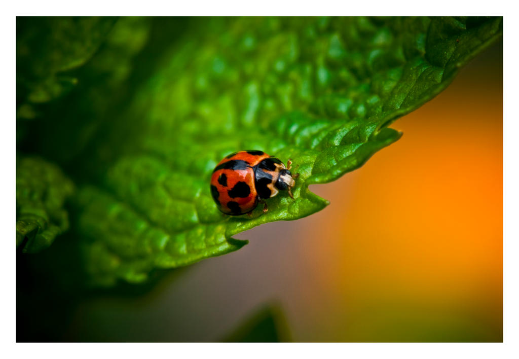 The Bug With a Sexy Mustache