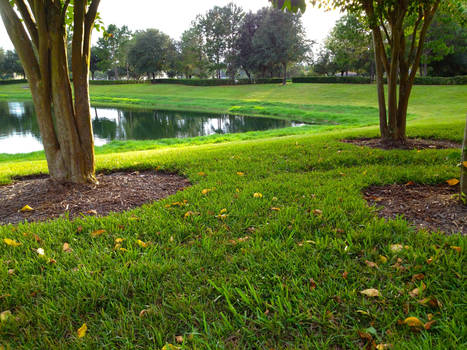 Field and Pond