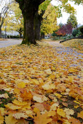 portland autumn.