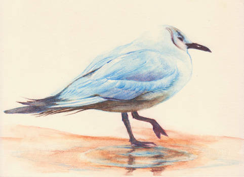 Seagull Watercolor Pencil