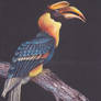 Great Hornbill