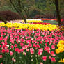 Tulips at West Lake, Hangzhou