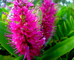 Wild Pink Flowers