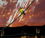 Bird On A Wire... by billndrsn