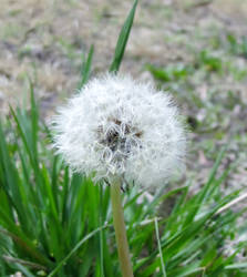 Dandelion...