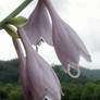 Hanging Out To Dry...