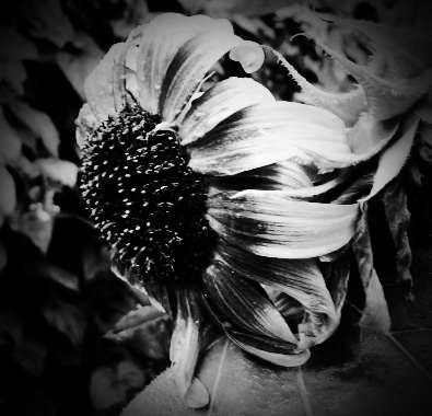 Dark Sunflower...