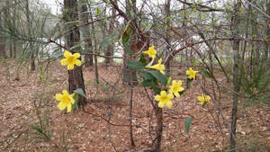 South Carolina state flower