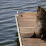 Cape Town Sea Lion