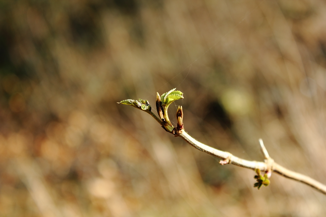 first signs of spring