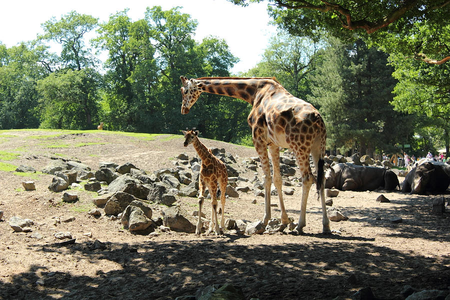 motherhood