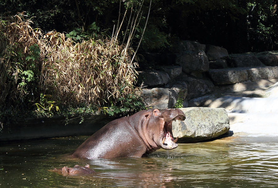 yawning hippo