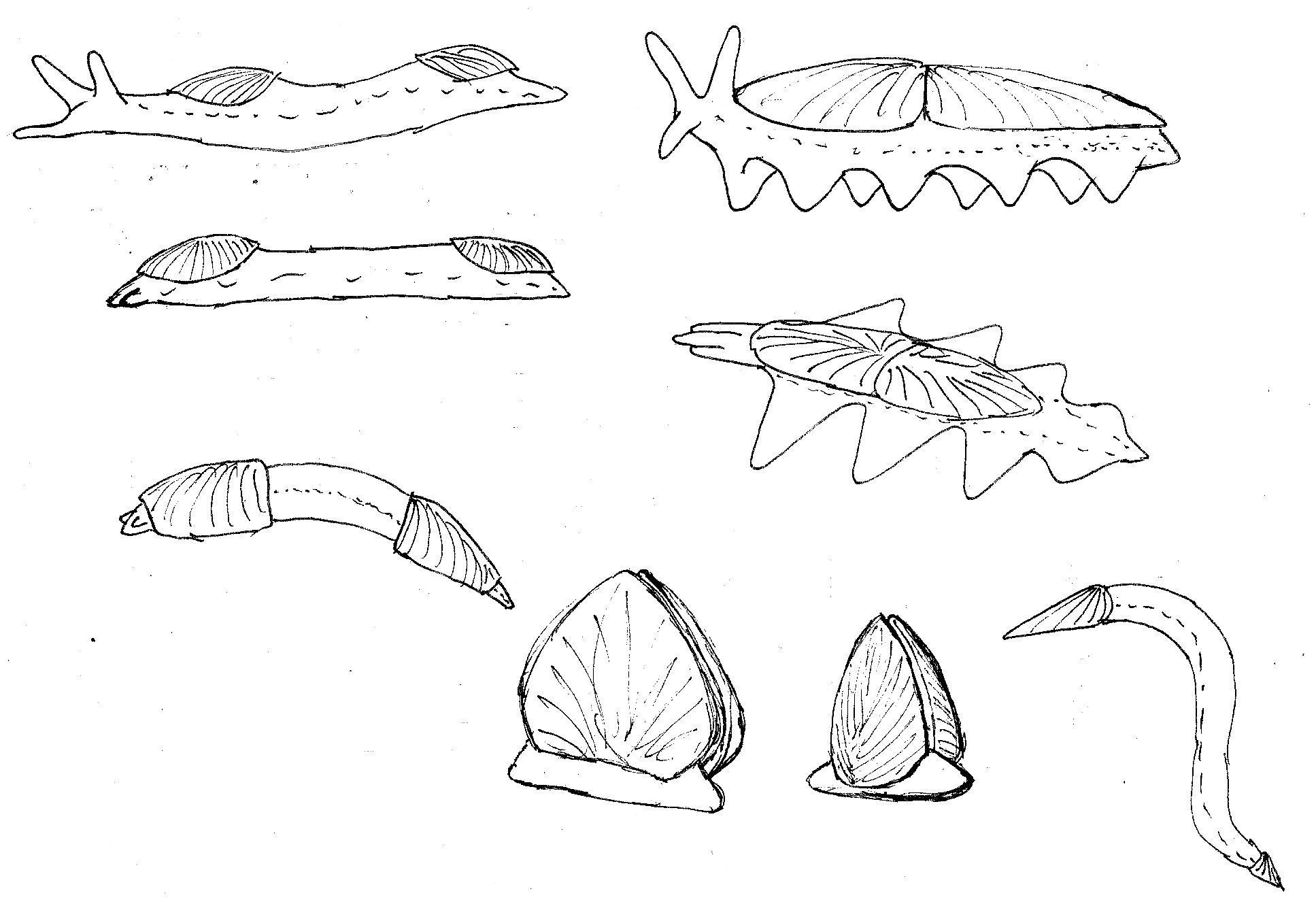 ''Molluscoid'' external anatomy