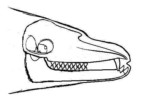 Chevrotain whale - new skull