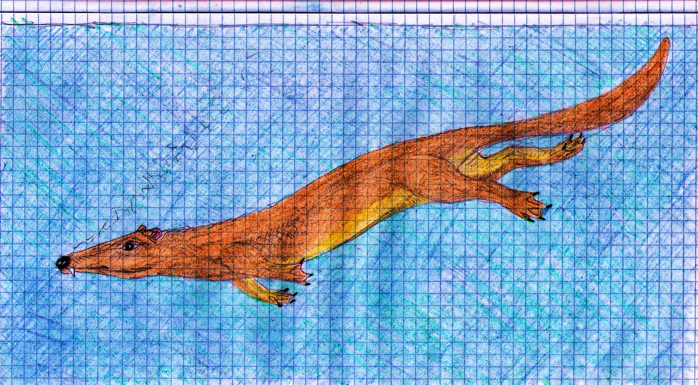 Chevrotain whale evolution - step 3