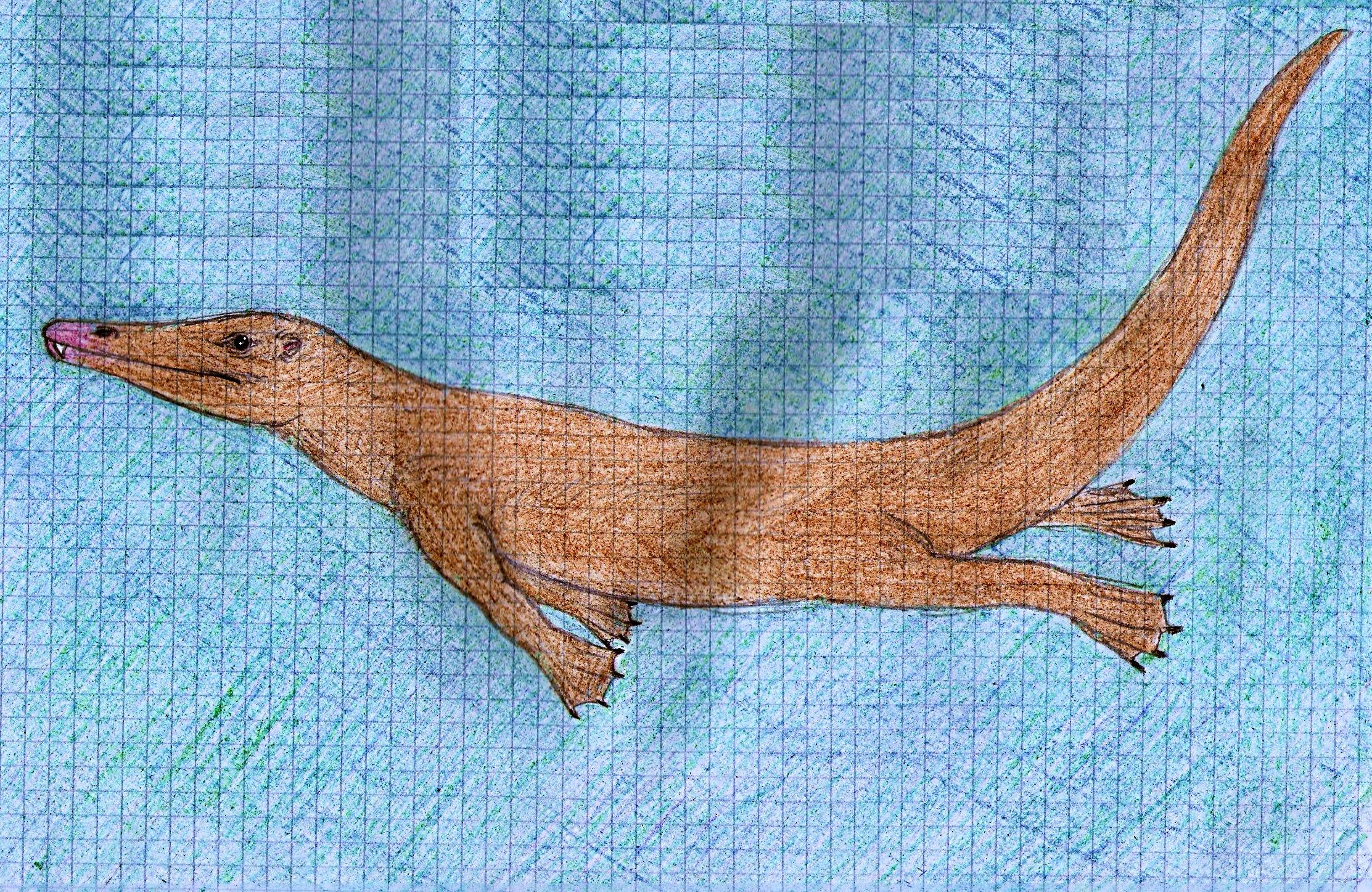 Chevrotain whale evolution - step 4