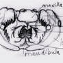 Jaw anatomy