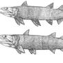 Barracudacanths