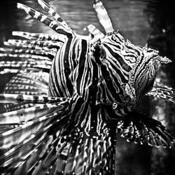 Lionfish