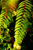 ferns 2