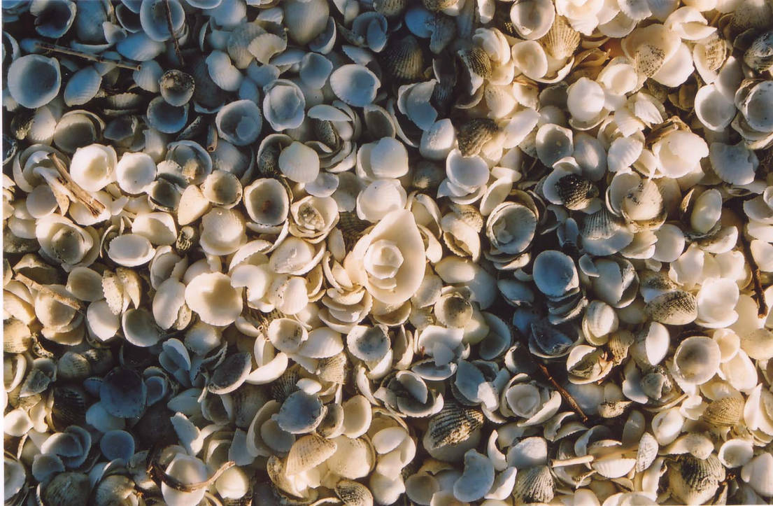 shells by de-ice11 on DeviantArt