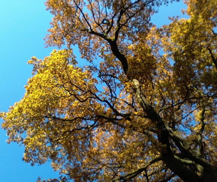 Tree, autumn