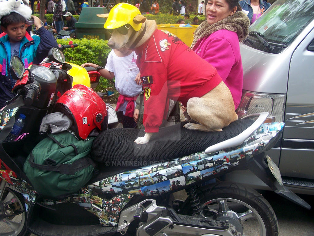 Write Riders Dog Rider Dog by nAminEng on DeviantArt