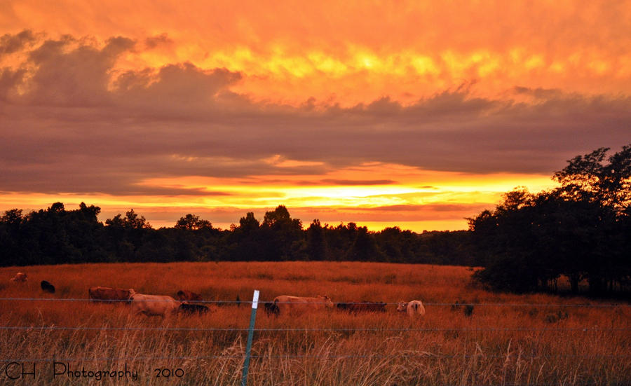 Warm sunset