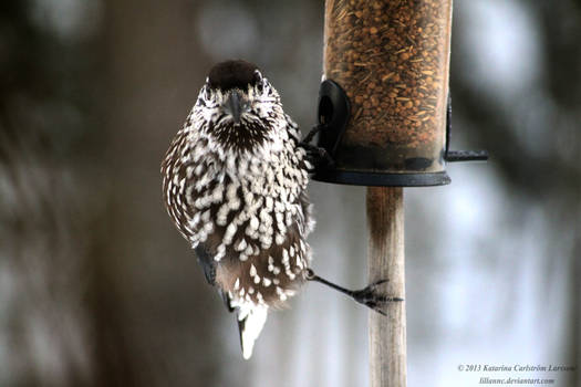 That spotted nutcracker again
