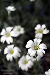 White flower