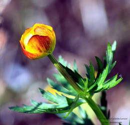 The Globe Flower