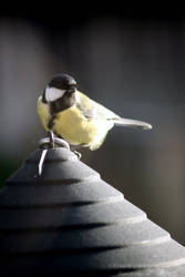 Great tit (Parus major)