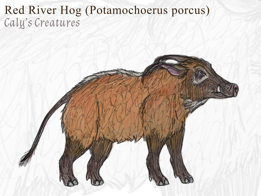 3 Rivers Hog Chapter Red River Hog Fullcolor by CalysCreatures on DeviantArt