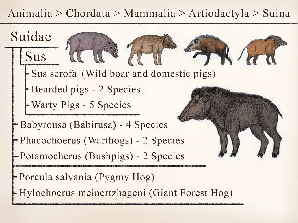 Suidae Suidae by CalysCreatures on DeviantArt
