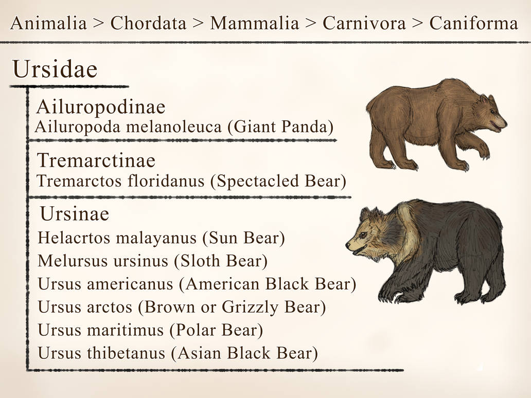 Ursidaye Ursidae by CalysCreatures on DeviantArt