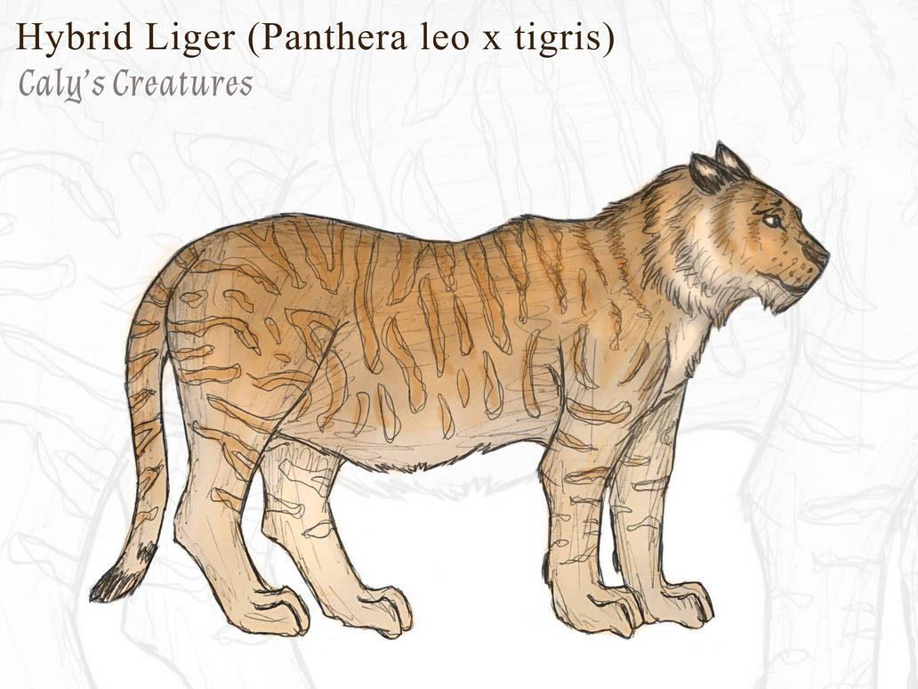 Hybrid Liger by CalysCreatures on DeviantArt
