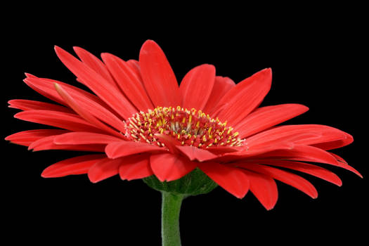 Gerbera