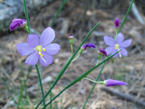 Cute little flowers.