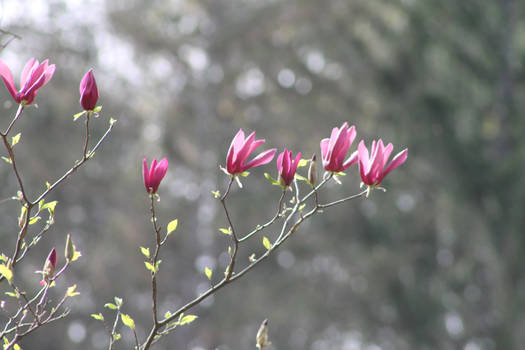 flowers in the sky