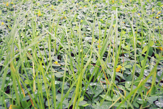 Raindrops On Plants