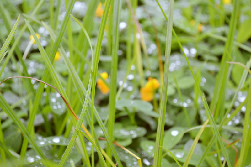 Raindrops On Plants 1